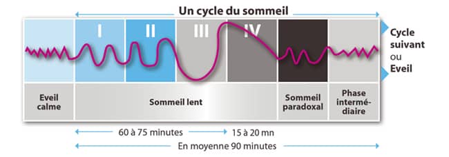 cycle du sommeil